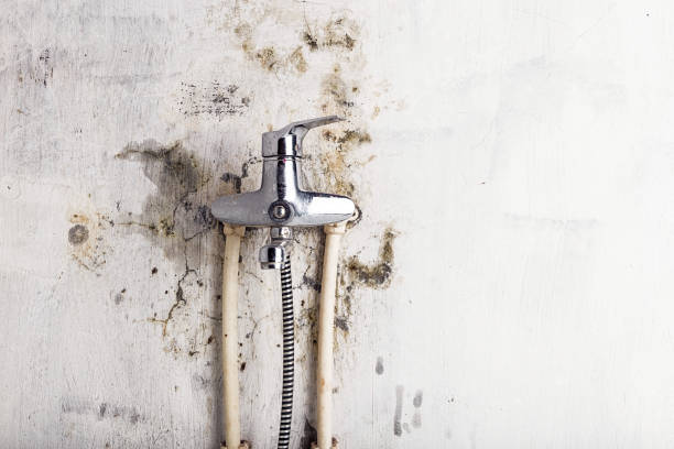 Best Best Mold Removal Companies  in Eton, GA