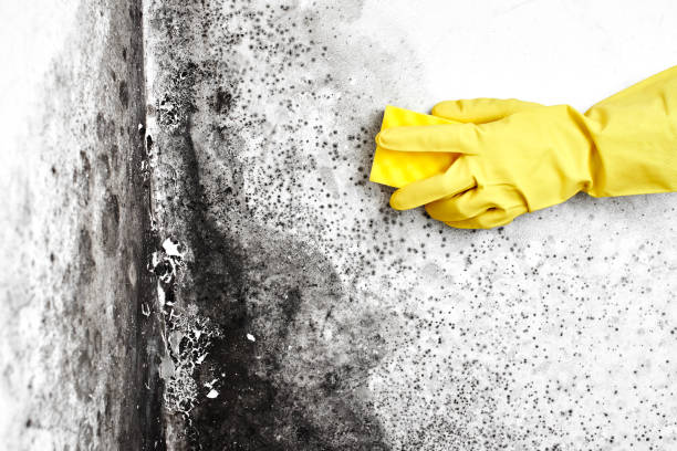 Mold Removal Process in Eton, GA