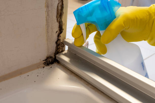 Best Certified Mold Removal  in Eton, GA