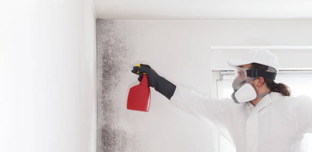 Best Toxic Mold Removal  in Eton, GA