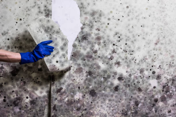 Best Fast Mold Removal  in Eton, GA