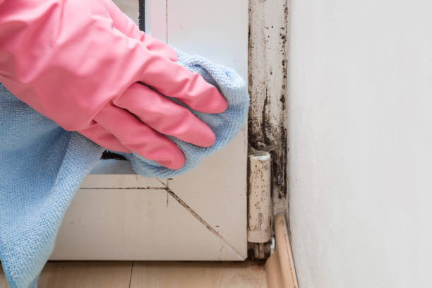 Best Black Mold Removal  in Eton, GA